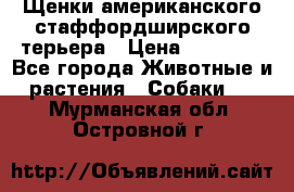 Щенки американского стаффордширского терьера › Цена ­ 20 000 - Все города Животные и растения » Собаки   . Мурманская обл.,Островной г.